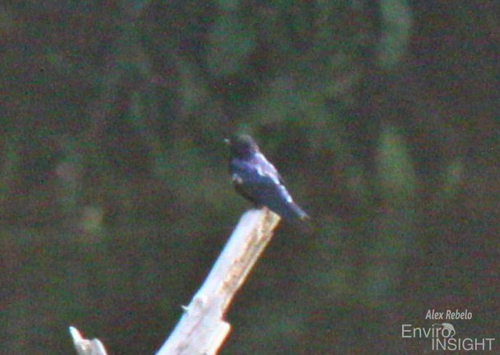 White-throated Blue Swallow