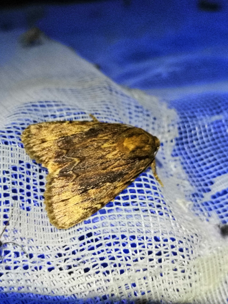 Amphipyra cinnamomea