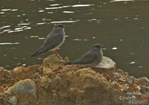 Rock Pratincole