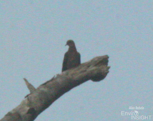 Laughing Dove