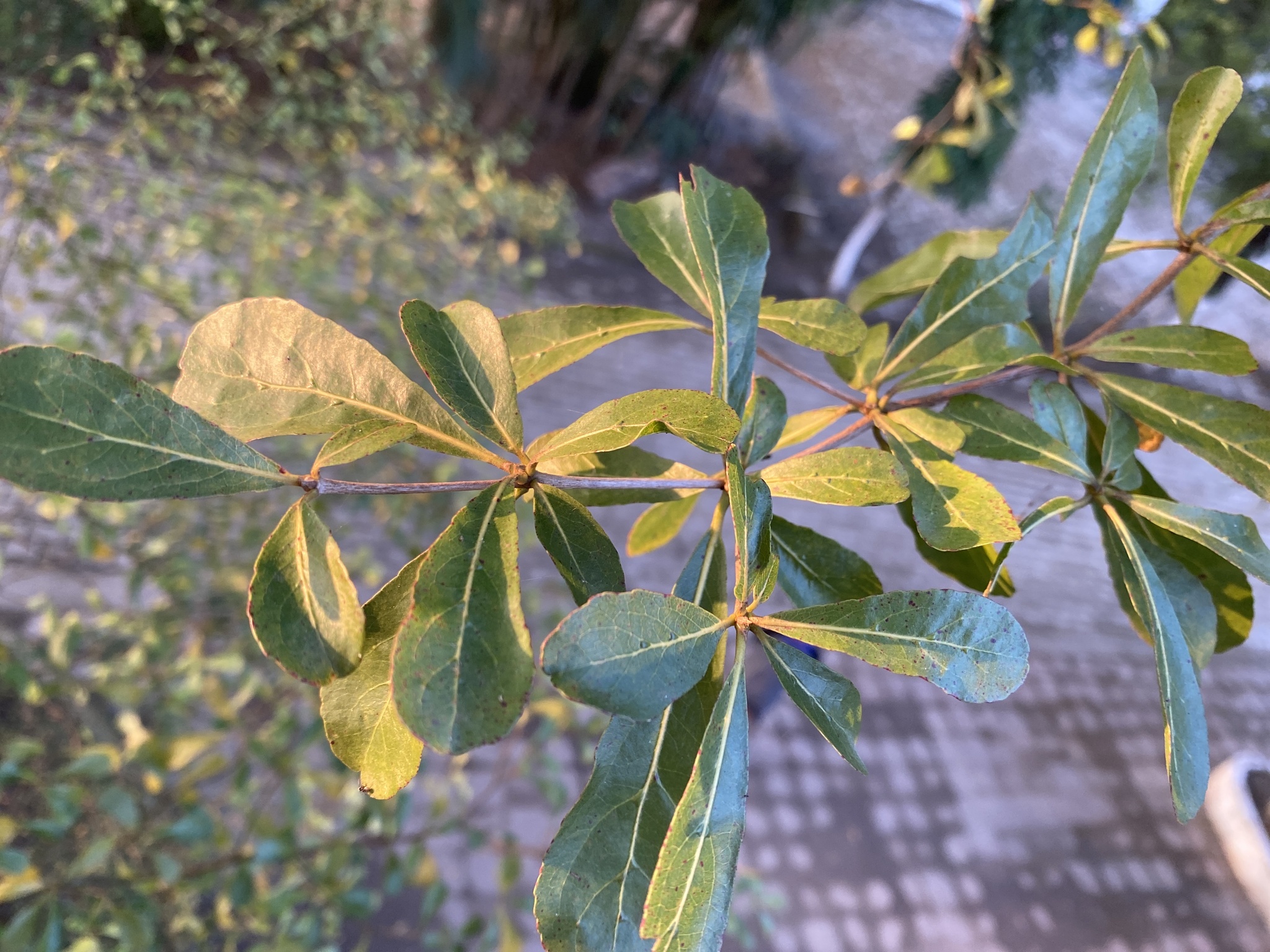 Imagem de Árvore-do-viajante
