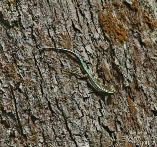 Sawtail lizard