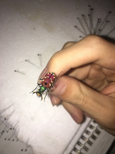 Cicindela coerulea nitida