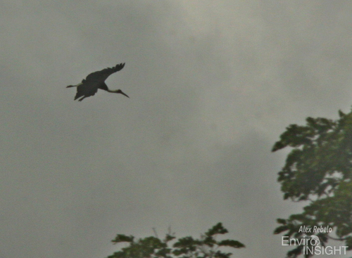African Woolly-necked Stork