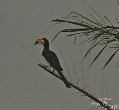 West African Pied Hornbill