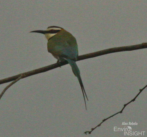 White-throated Bee-eater