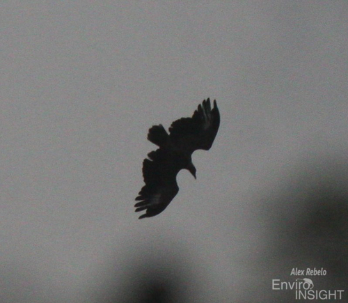 Palm-nut Vulture