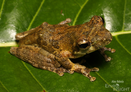 African foam-nest tree frog
