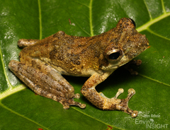 African Foam-Nest Treefrog photo 5