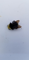 Bombus vosnesenskii