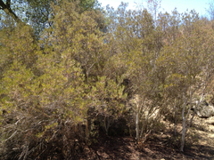 Ornithostaphylos oppositifolia