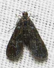 Elophila tinealis