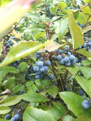 Berberis