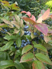Berberis