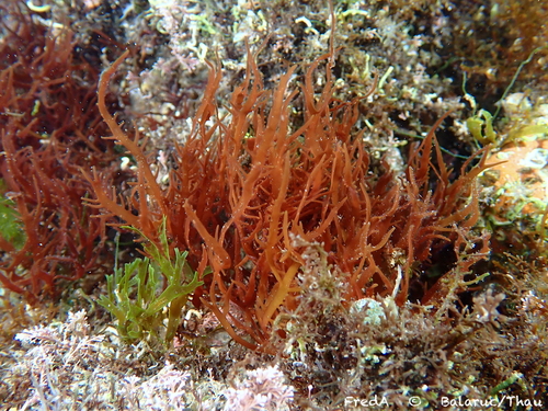 grateloupia (Grateloupia asiatica)