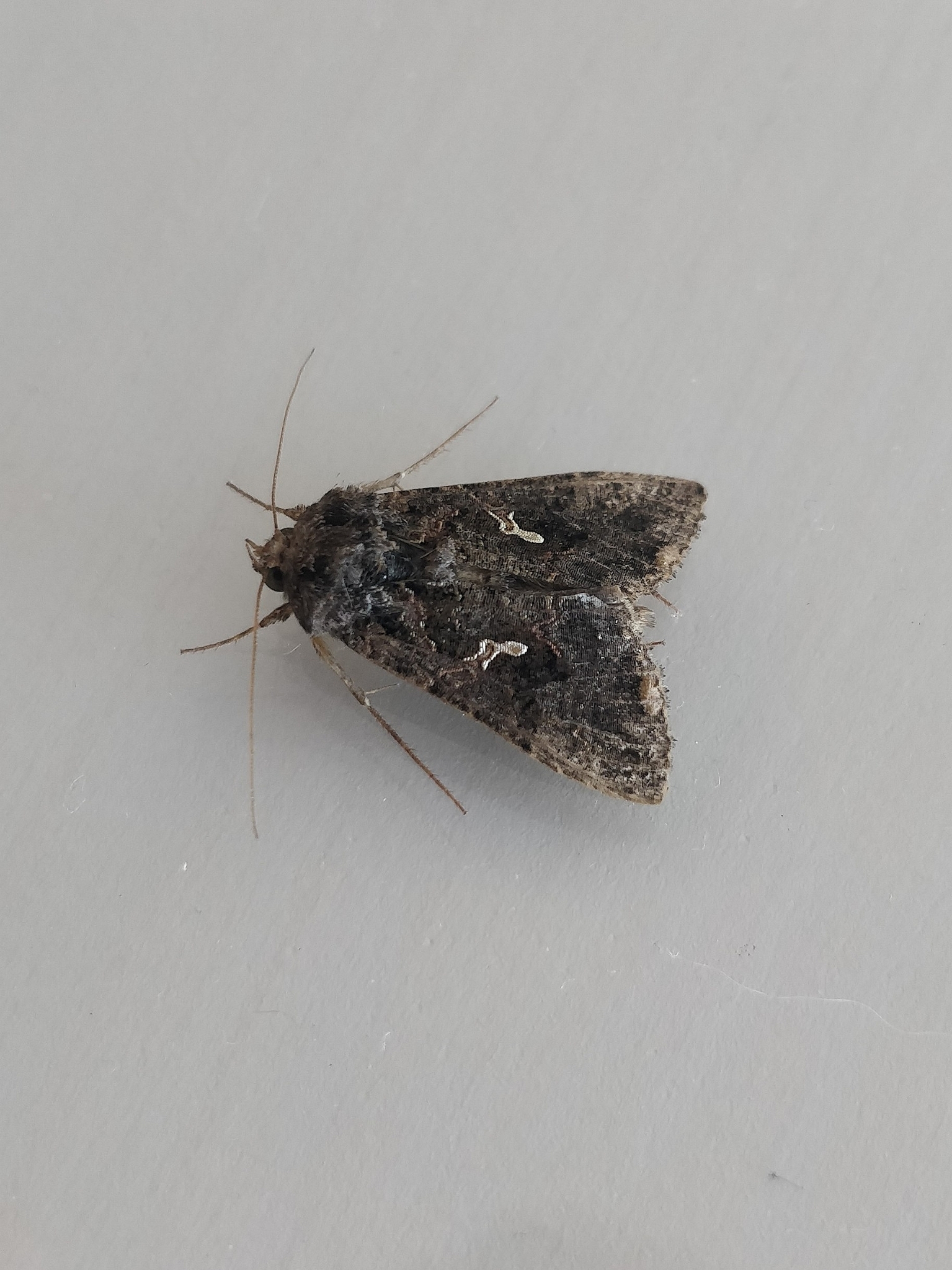 Ctenoplusia limbirena