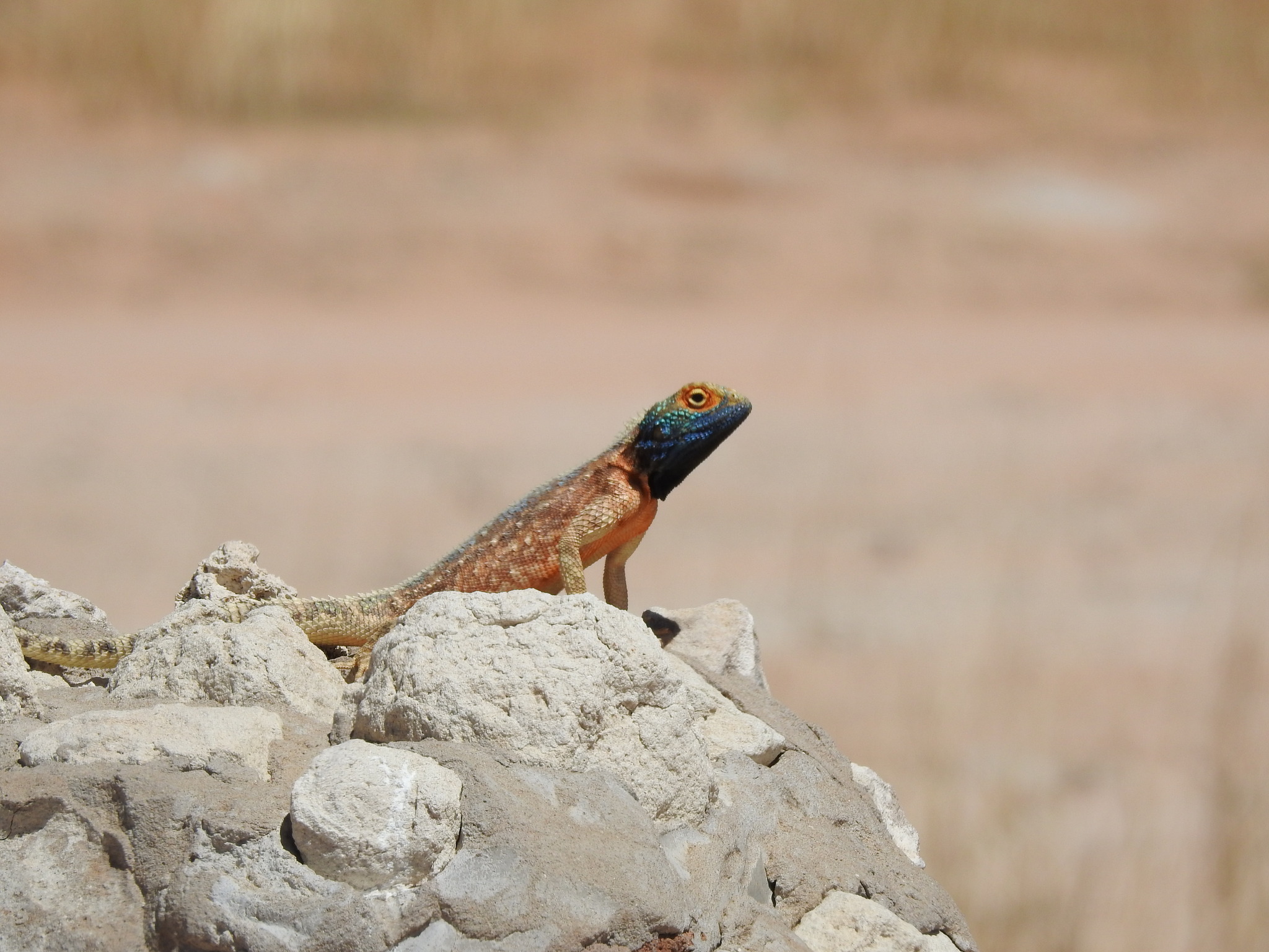 Agama aculeata Merrem, 1820