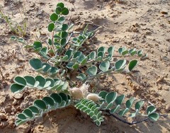Astragalus kahiricus