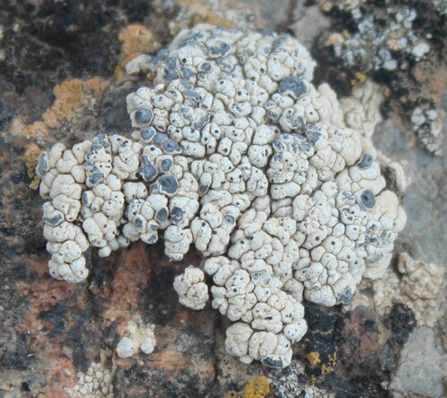 Diplotomma venustum observed 2024-08-21