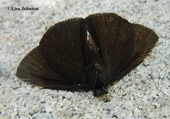 Ephyriades arcas