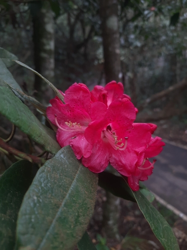 Image of Rhododendron arboreum by no rights reserved