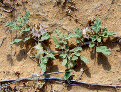 Neurada procumbens