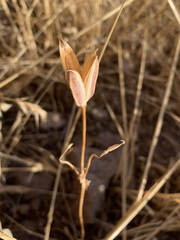 Calochortus kennedyi