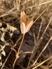 Calochortus kennedyi