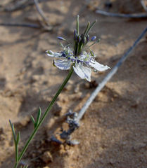 Nigella arvensis