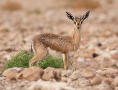 Gazella dorcas