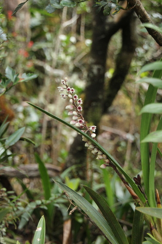Cymboglossum grande observed 2025-01-03