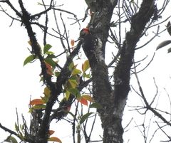 Dryobates cathpharius