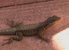 Western Collared Spiny Lizard photo 2