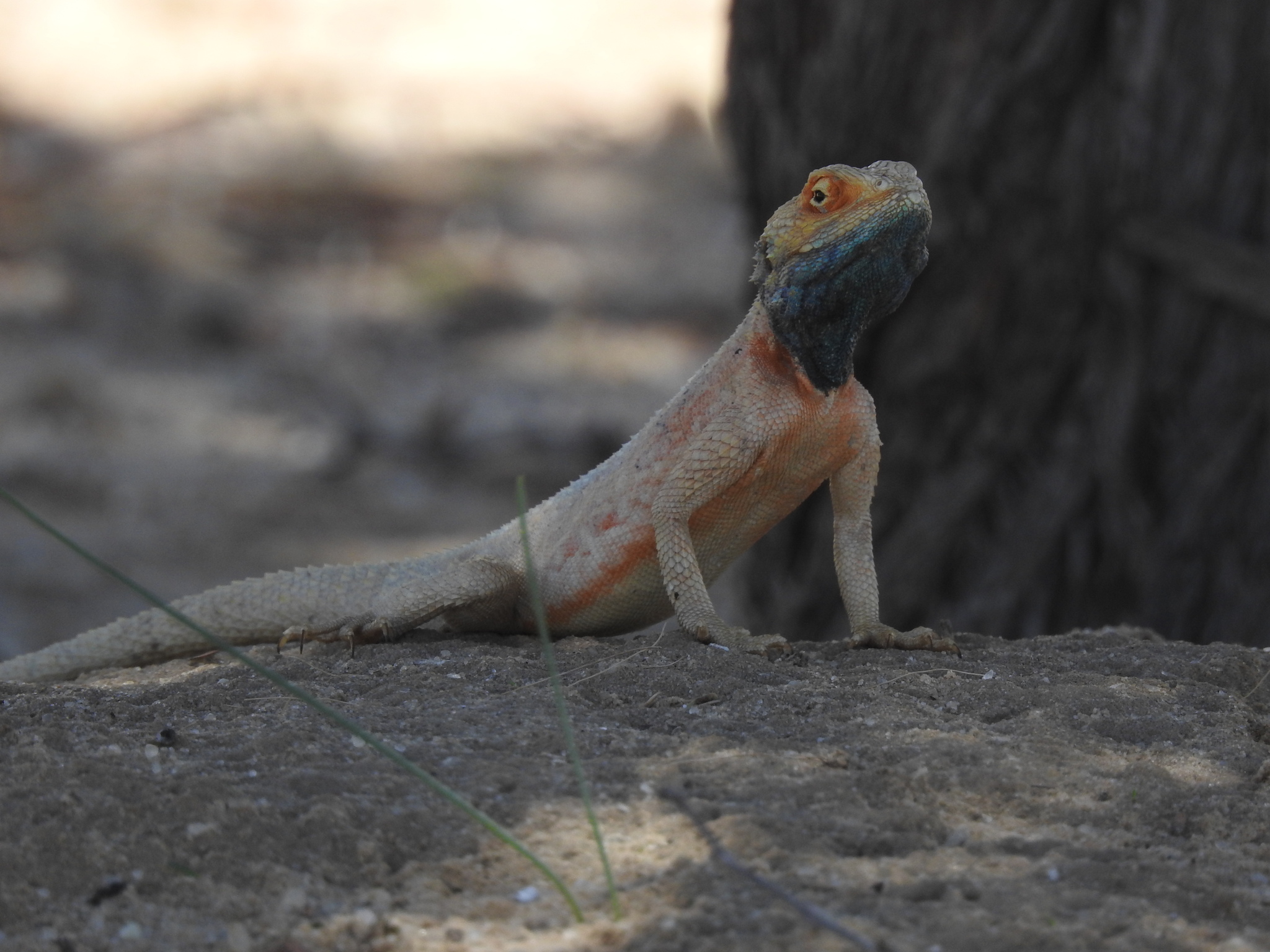 Agama aculeata aculeata Merrem, 1820
