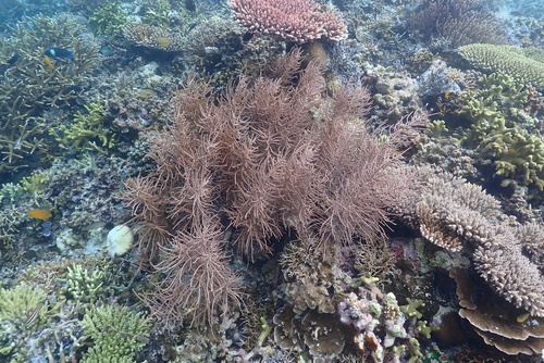Pinnigorgia flava observed 2025-01-05