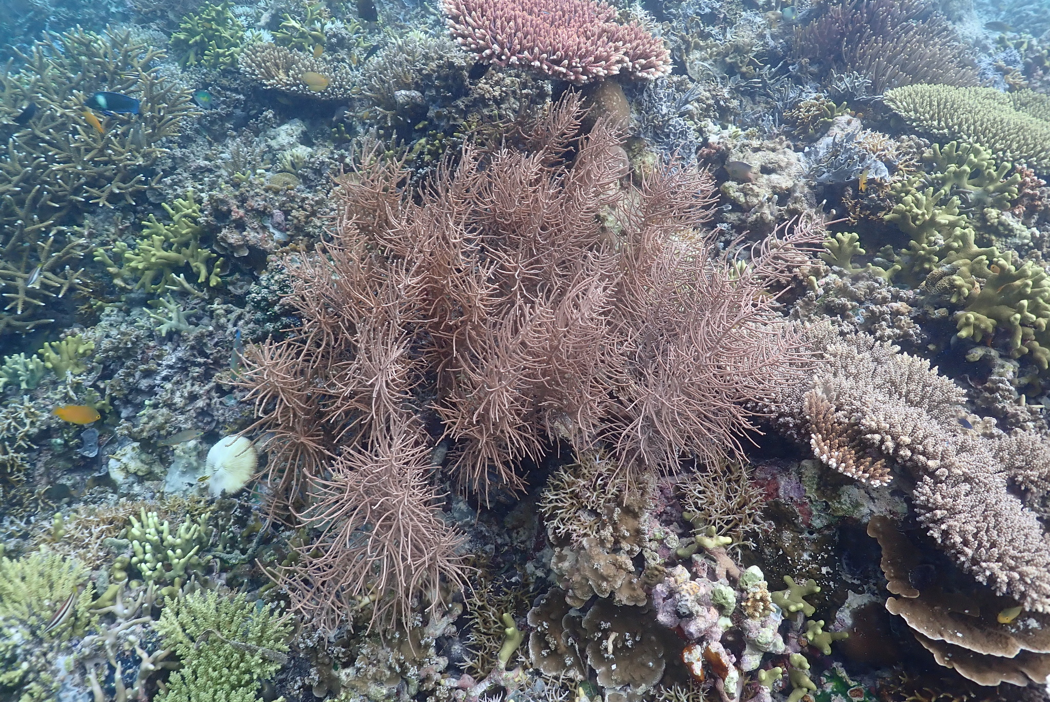 Pinnigorgia flava (Nutting, 1910)