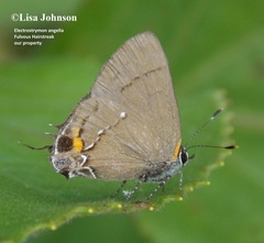 Electrostrymon angelia