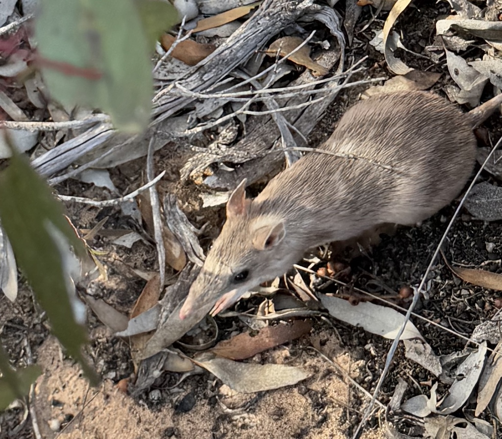 Shark Bay Bandicoot