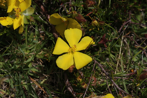 Image of Hibbertia procumbens by no rights reserved