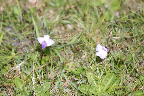 Image of Mazus pumilio by no rights reserved