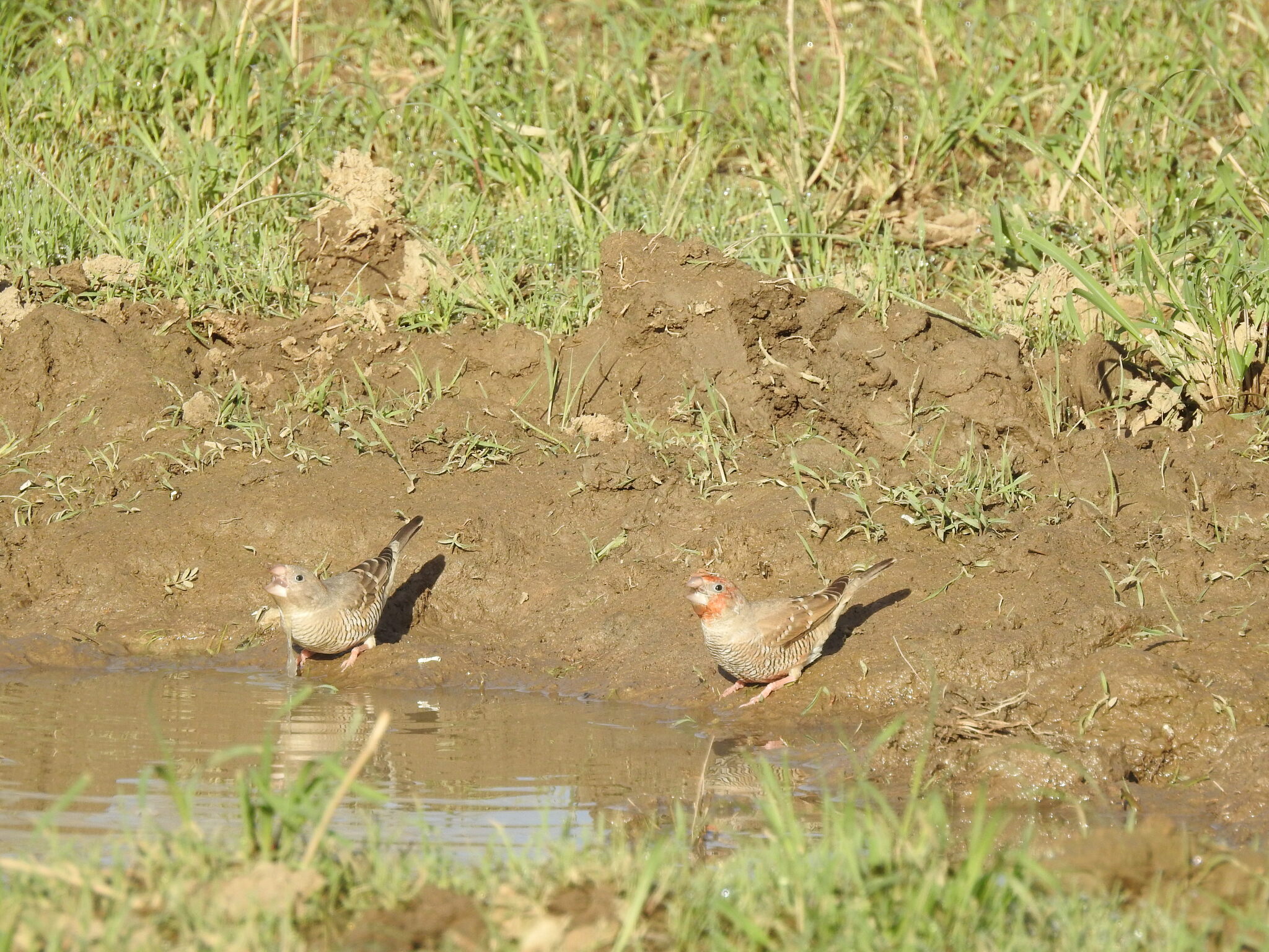Red-headed Finch (Amadina erythrocephala), photo 5