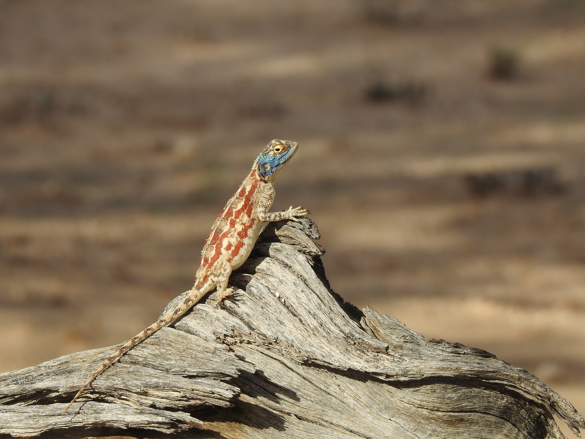 Agama aculeata aculeata Merrem, 1820