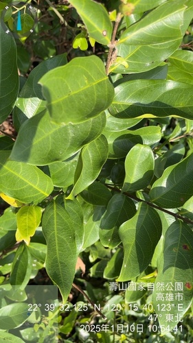 Foto de Madagascar