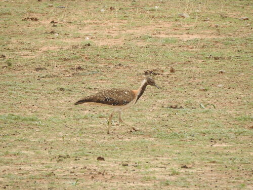 Ludwig's Bustard (Neotis ludwigii), photo 6