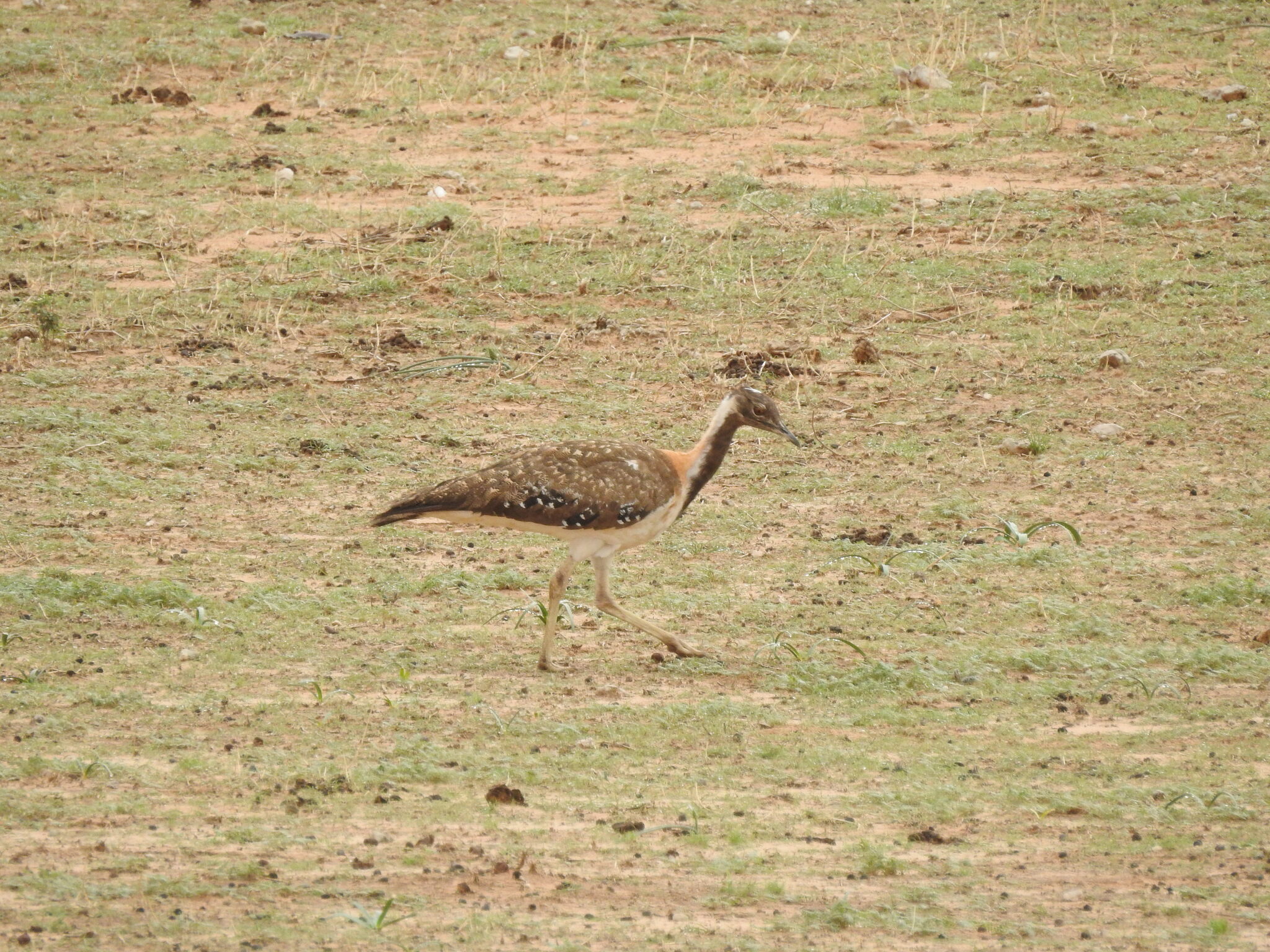 Ludwig's Bustard (Neotis ludwigii), photo 6