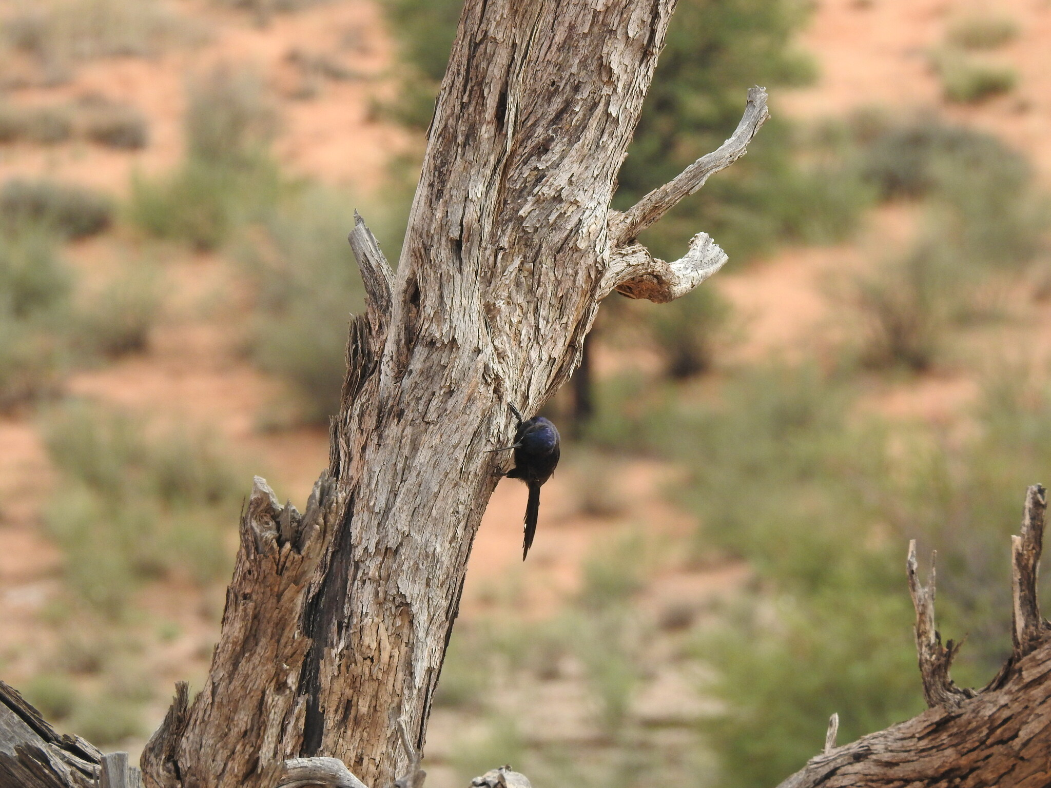 Common Scimitarbill (Rhinopomastus cyanomelas), photo 3