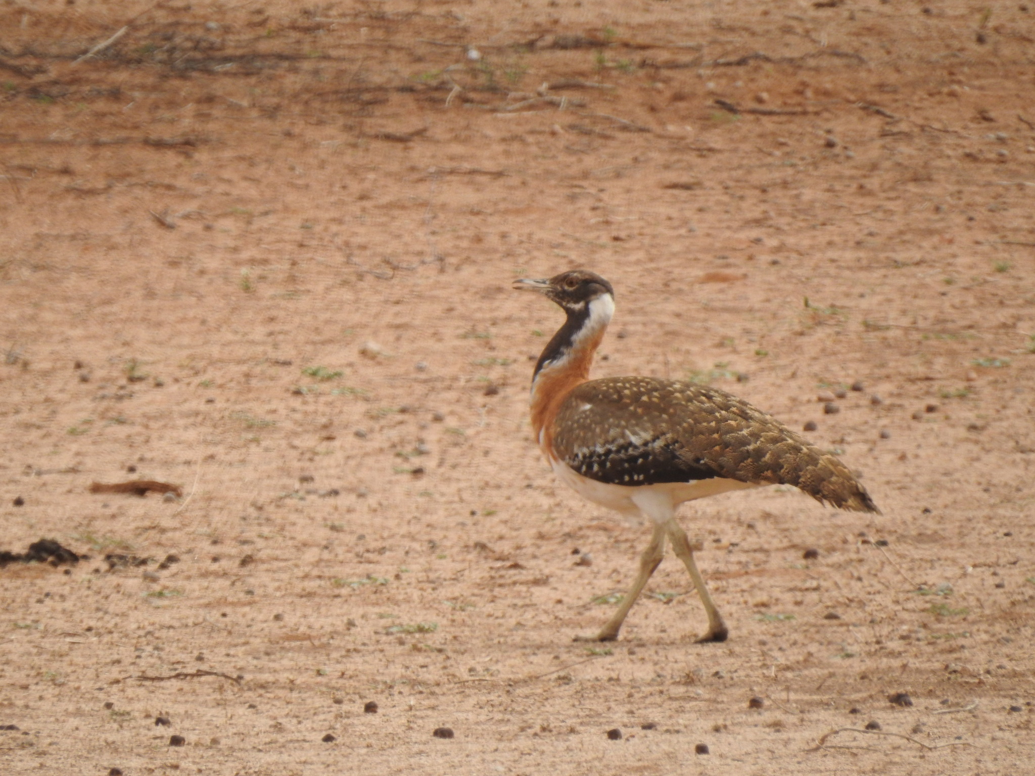 Ludwig's Bustard (Neotis ludwigii), photo 7