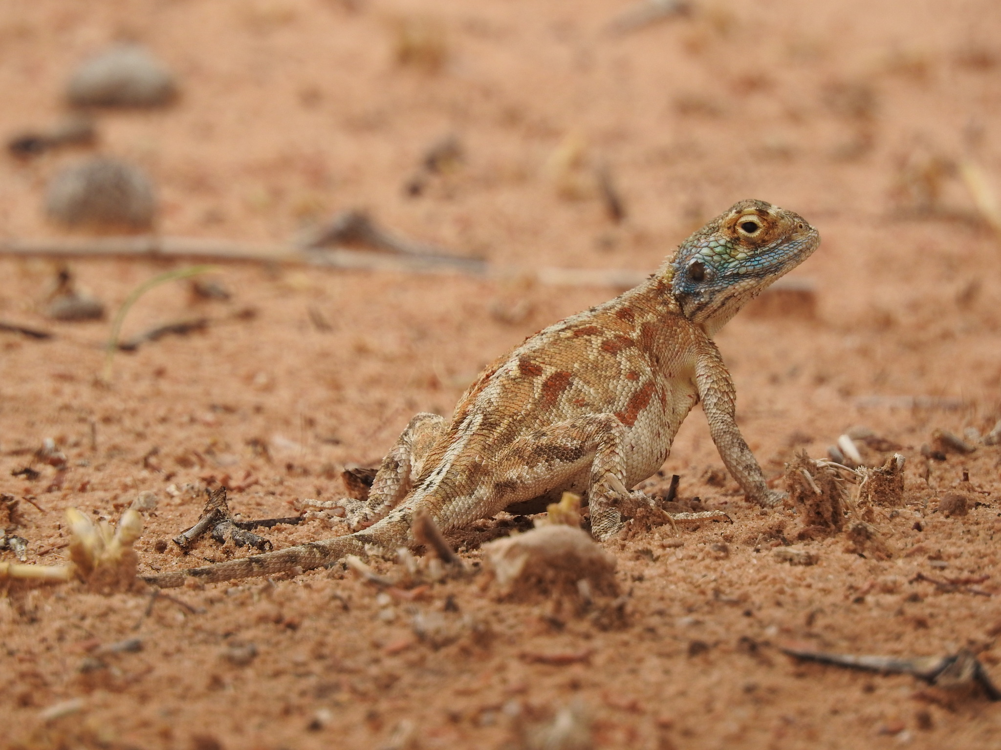 Agama aculeata aculeata Merrem, 1820