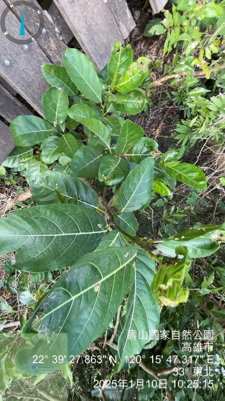 Imagem de Mata-pasto