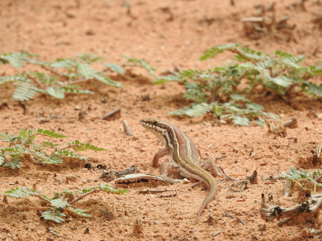 Western Three-striped Skink